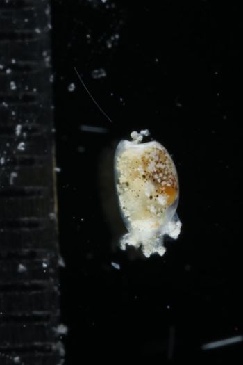 Media type: image;   Malacology 393732 Description: live specimen;